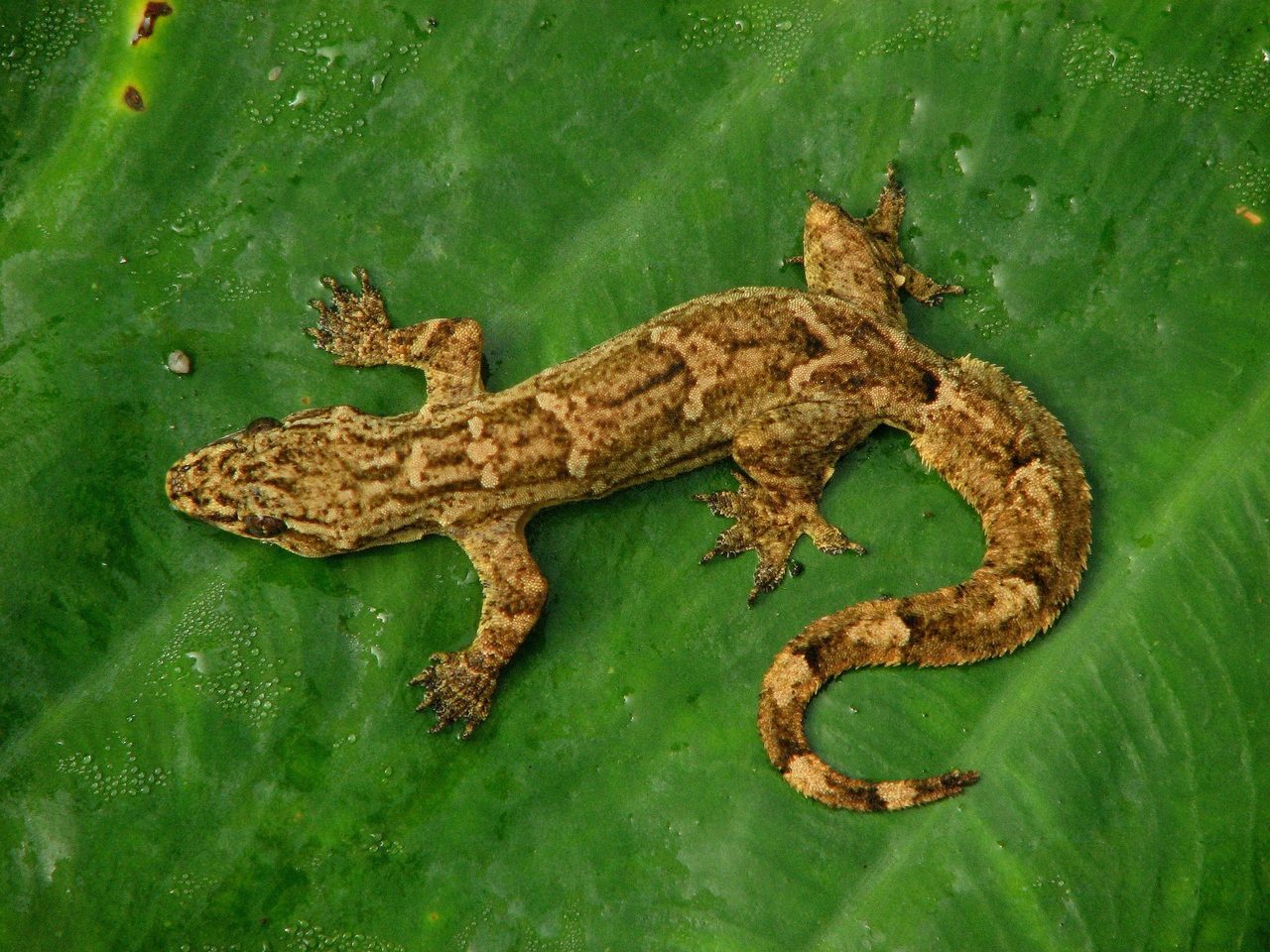 Плоскохвостый домовый геккон, Hemidactylus platyurus