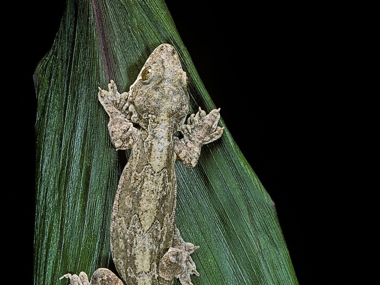 Летающий геккон Куля, Gekko kuhli