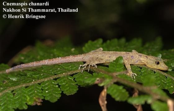 Скальный геккон Чанарда, Cnemaspis chanardii. Фото: Henrik Bringsøe