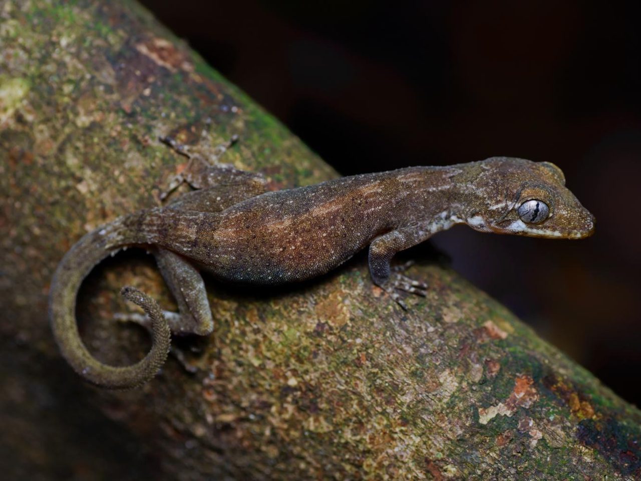 Короткопалый лесной геккон, Cyrtodactylus brevipalmatus