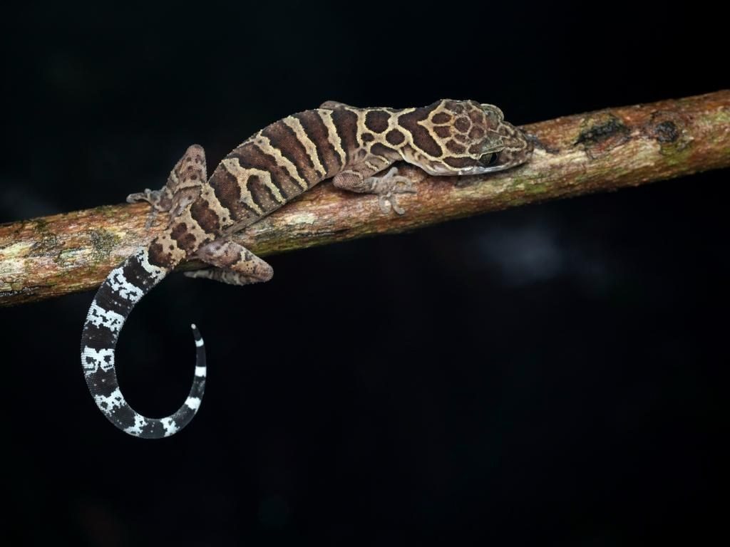 Пятнистый кривопалый геккон, Cyrtodactylus zebraicus